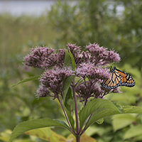 Flower and Butterfly